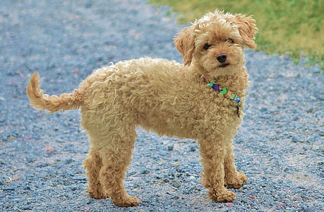 brown poodle on ground thumbnail