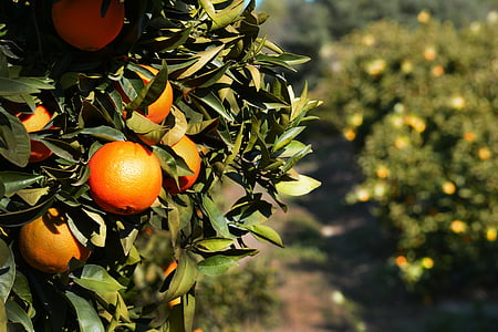 orange fruits and green leafs thumbnail
