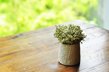 green and white flowering plant in brown pot on brown wooden table during day thumbnail