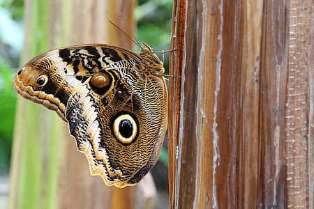 closeup photo of black, white, and brown butterflyy thumbnail