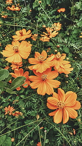 orange flowers on green leaf plants thumbnail