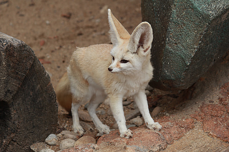 fennec fox thumbnail