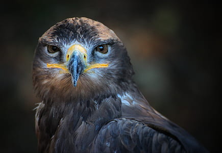 photo of gray eagle thumbnail