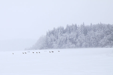 group of animal running on snow photo thumbnail
