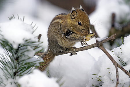 brown squirrel thumbnail