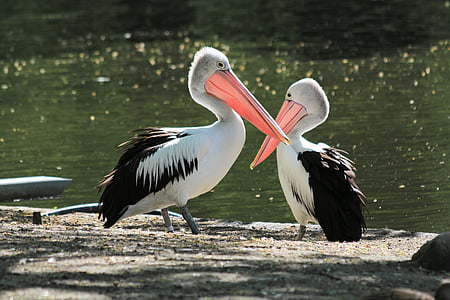 white and black pelicans thumbnail