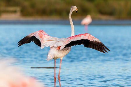 pink and white pelican beside body of water thumbnail