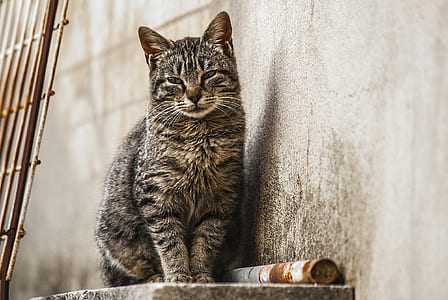 black and grey cat sitting on grey shelve thumbnail