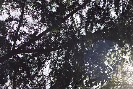 low angle photographty of green leafed trees during daytime thumbnail