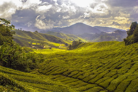 green grass field near mountain thumbnail