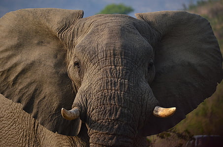 elephant's head thumbnail