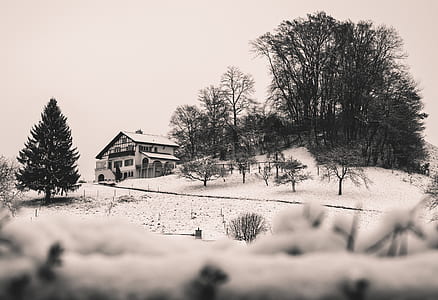 white house beside pine trees thumbnail