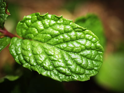 selective-focus photo of a green leaf thumbnail