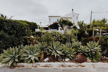 Plants of Portugal thumbnail