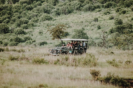 people riding on vehicle in forest thumbnail
