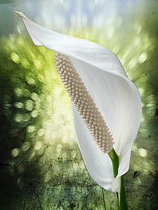 selective focus photography of peace lily flower thumbnail