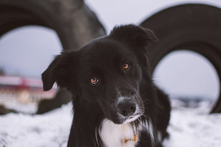 short-coated black and white dog during daytime thumbnail