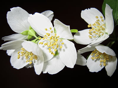 selective photography of cherry blossom thumbnail