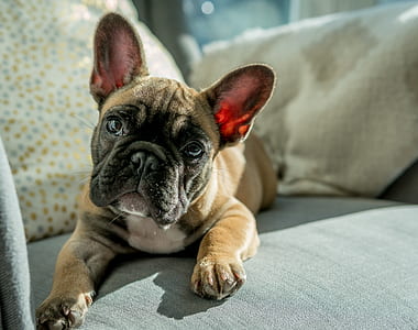 brown puppy lying on couch thumbnail