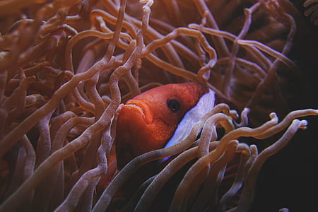 sea, water, ocean, animal thumbnail