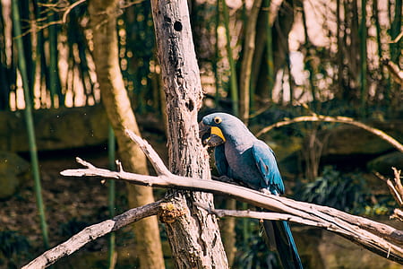 blue and purple macaw perched on tree branch thumbnail