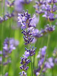 shallow focus photography of purple flower thumbnail