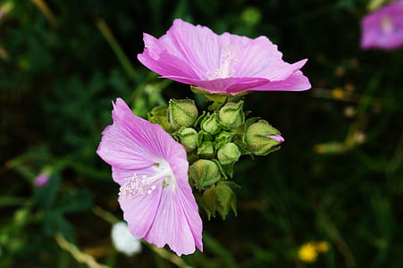 nature, flowers, petals, plant thumbnail
