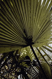 Tropical Botanical Garden in Belem, Lisbon, Portugal thumbnail