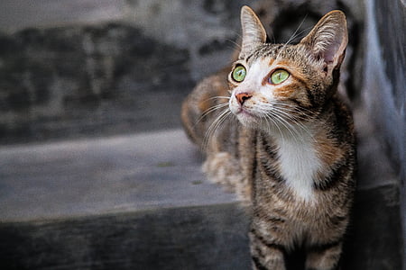 orange tabby cat at stair thumbnail