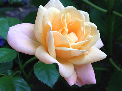 closeup of yellow rose thumbnail