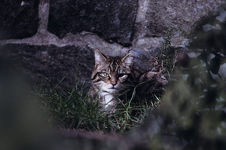 gray tabby cat near gray wall thumbnail