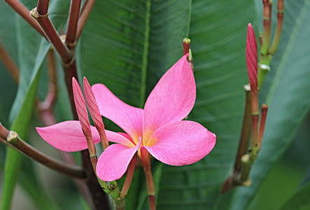 pink Plumeria flower macro photography thumbnail