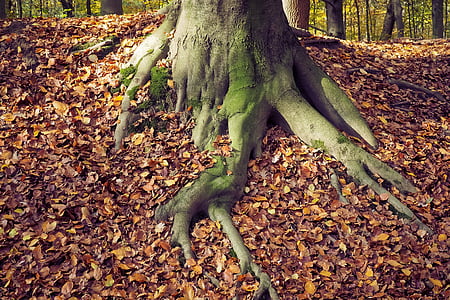 green tree surrounded by dried leaves thumbnail