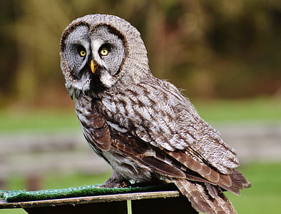 barn won perch on wooden table thumbnail