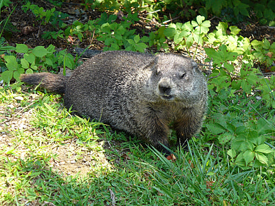 brown and gray mammal on green grass thumbnail