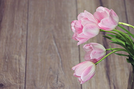 close-up of pink tulip flower near brown furniture thumbnail
