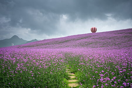 bed of purple flowers thumbnail