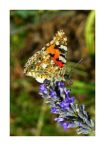 selective focus photo of orange, brown, and black butterfly thumbnail