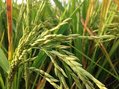 close-up photography of wheat thumbnail