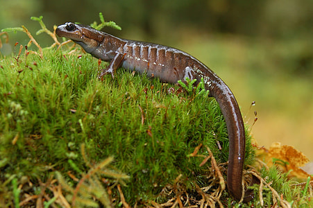 Northwestern Salamander, Amphibian thumbnail