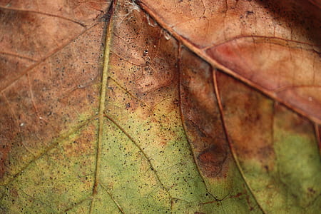 closeup photo of a brown and green leaf thumbnail