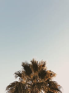 photo of green leafed tree thumbnail