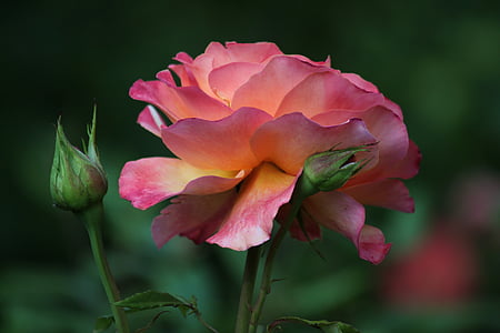 pink rose flower in close-up photography thumbnail