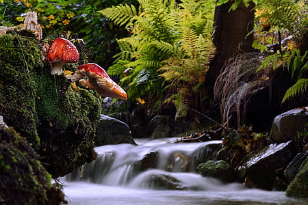 time lapse photography of stream between tall trees and ferns thumbnail