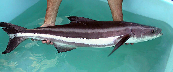Cobia - Rachycentron canadum thumbnail