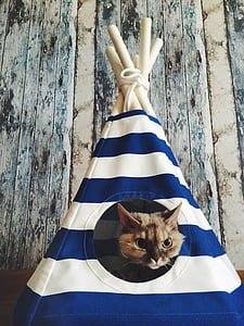 brown cat inside the blue and white mini tent thumbnail