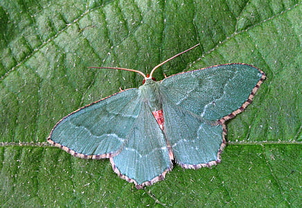 green moth on green leaf thumbnail