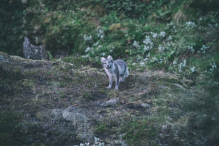 gray and white fox standing on hill at daytime thumbnail