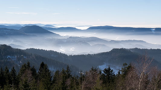 white fogs on forest thumbnail