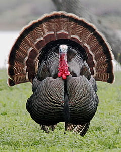 gray and brown turkey thumbnail